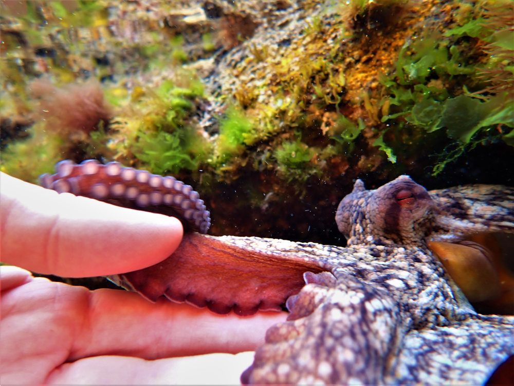 Octopus Encounters