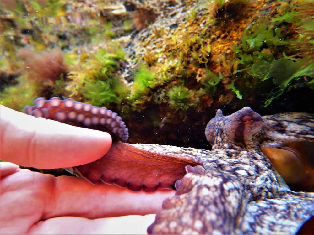 Octopus Encounters